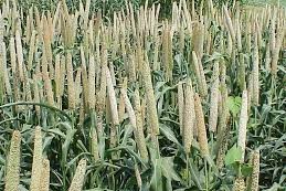 Cultivation of millet