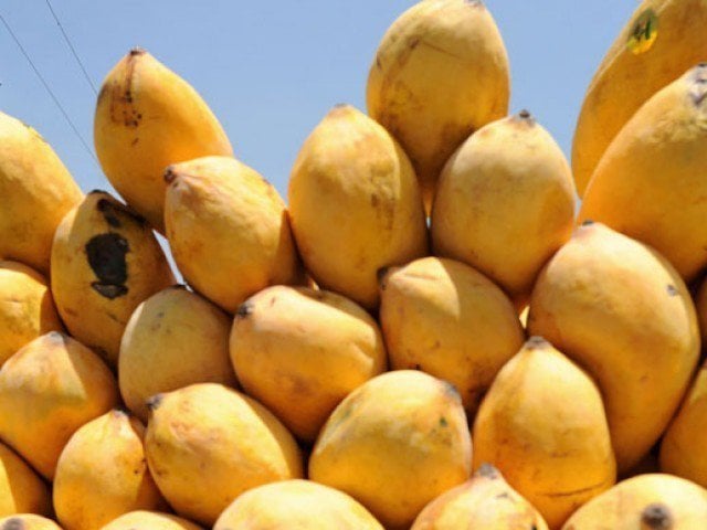 Diseases in mango orchards
