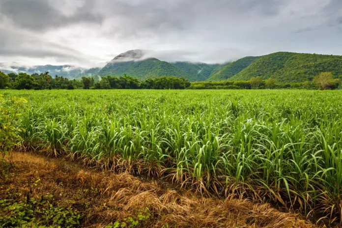 sugarcane cultivated area