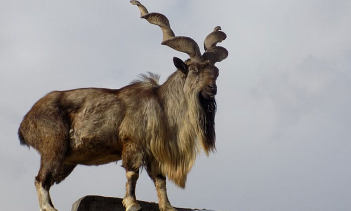 World Markhor Day was celebrated
