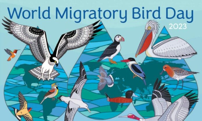World of Migratory Birds