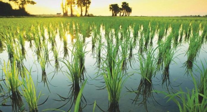 Assistant Director of Agriculture,