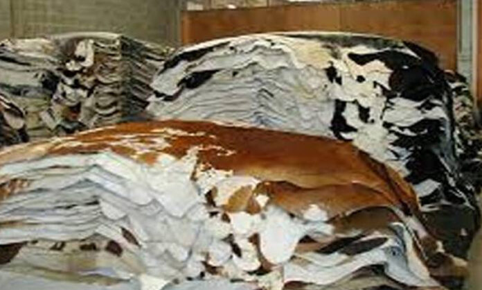 skins of sacrificial animals