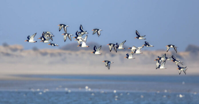 World Migratory Bird Day
