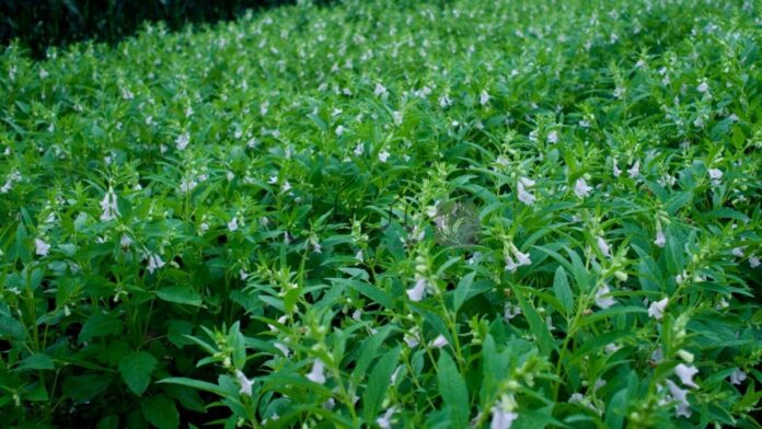 area under sesame cultivation