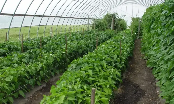 tunnel farming,