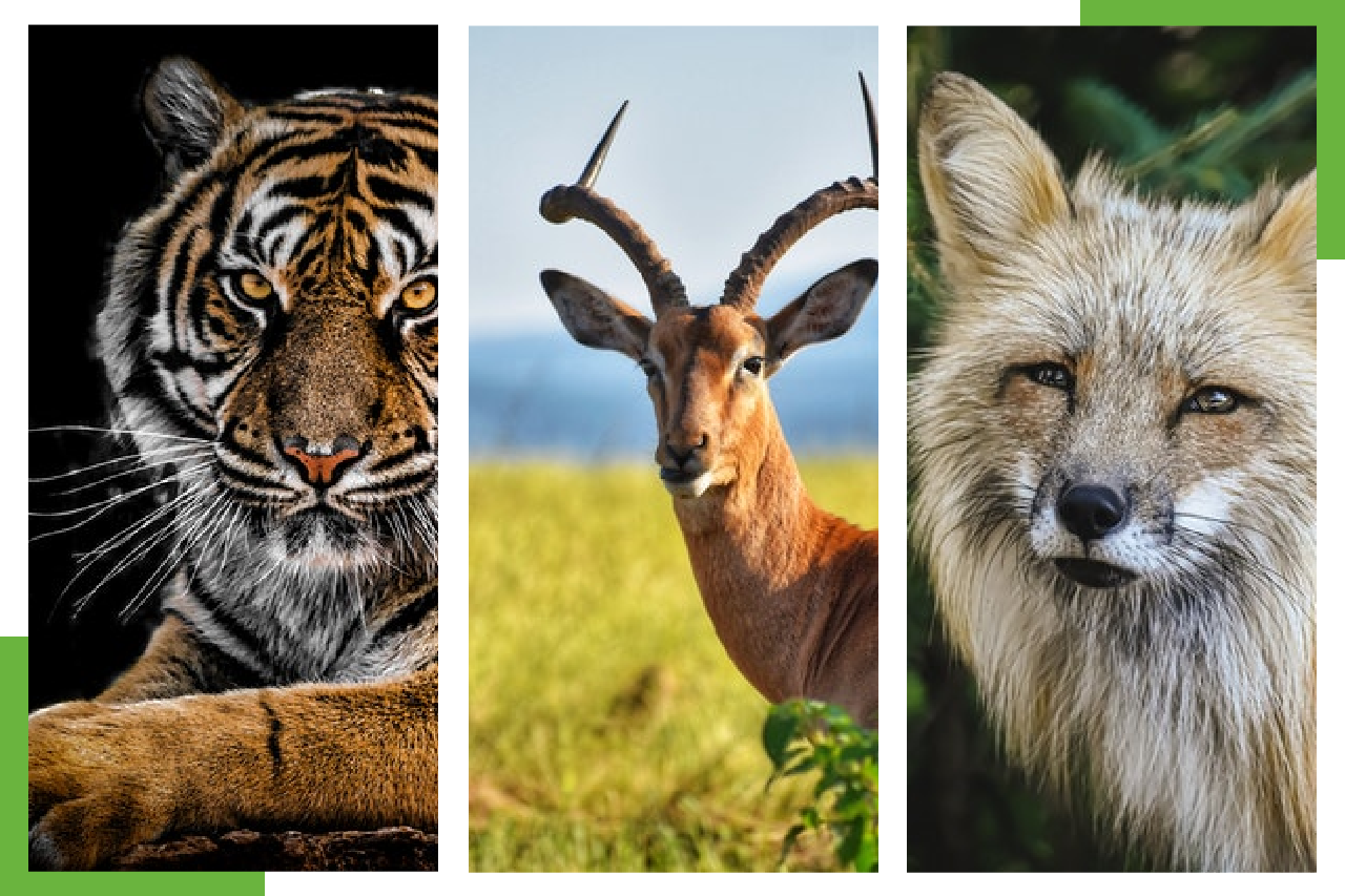 Wildlife