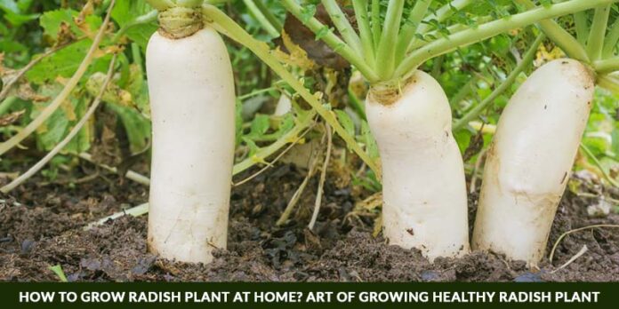 Cultivation of Radish