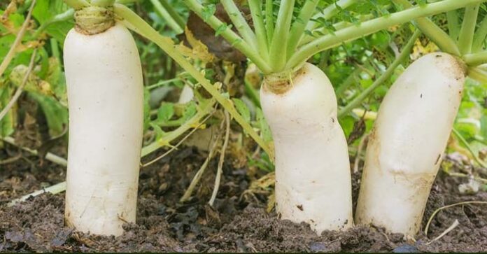 Cultivation of Radish