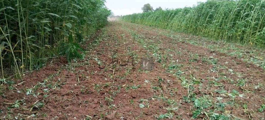 cultivation of Juntar.
