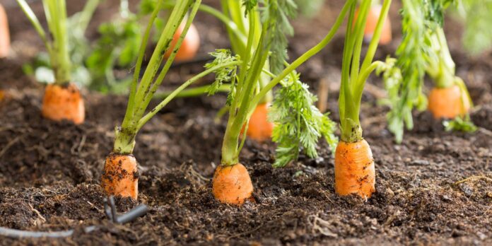 Agiti cultivation of carrot
