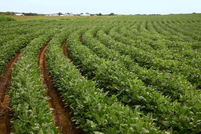 Cultivation of soybeans