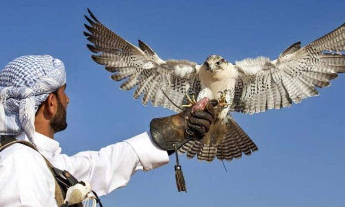 Falcon Fair in Riyadh