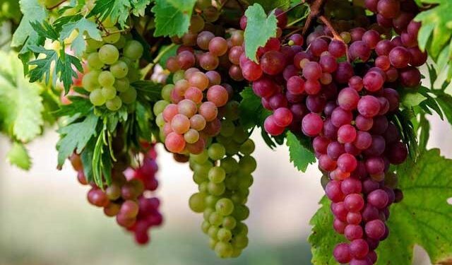 سعودی عرب میں انگور کی سالانہ پیداوار 110 ہزار ٹن سے متجاوز