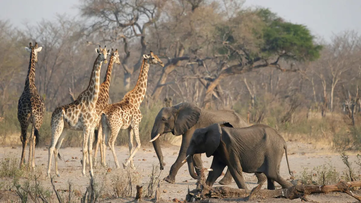 wild animals