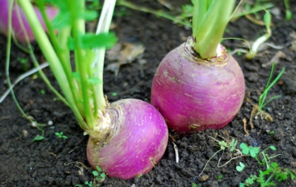 turnip cultivation to farmers