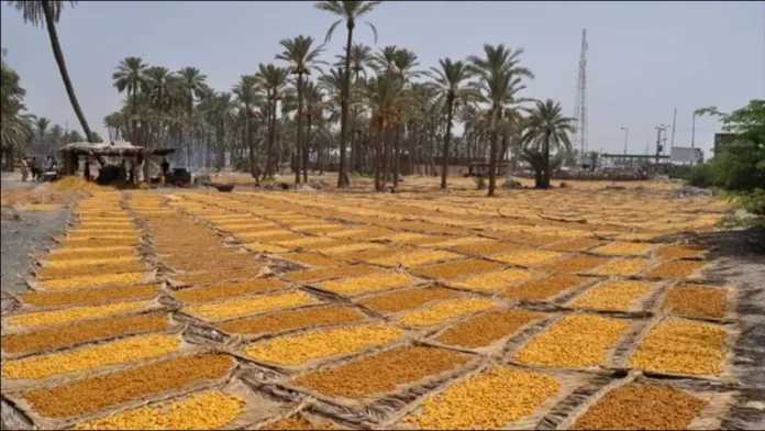 date fruit