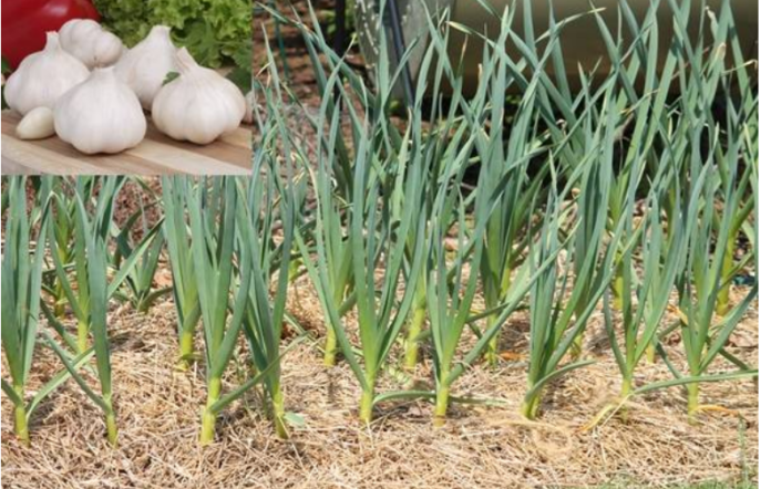 Garlic