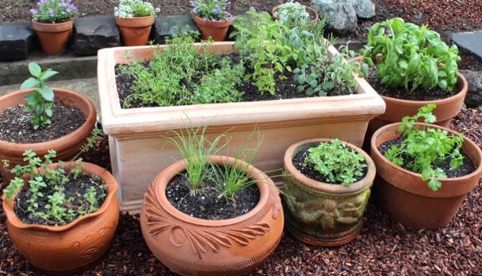 Kitchen Gardening