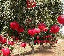 Pomegranate fruit