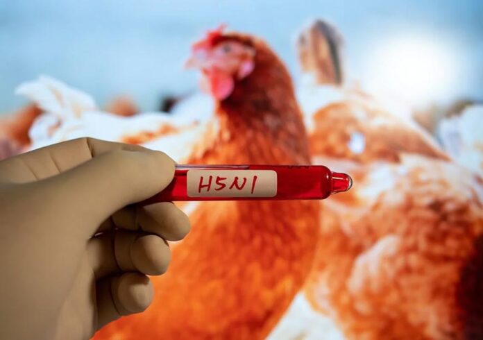 Bird flu virus