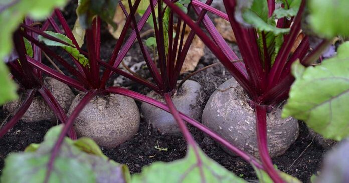 Cultivation of beet
