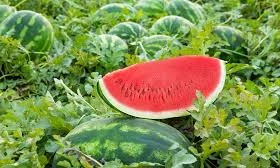 Watermelons