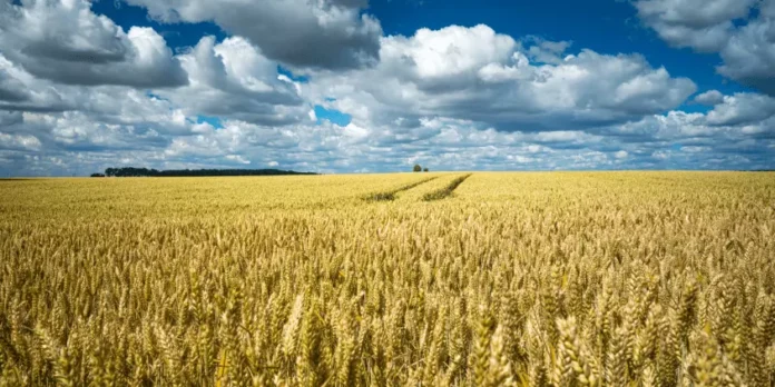 Barley Cultivation