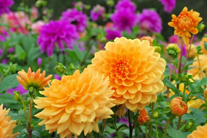 Flower gardeners