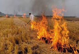 Crop residues