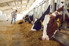 Livestock Card Scheme