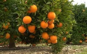 مالٹے کی اقسام میں سیلسٹیانہ، مارش ارلی، ٹراکو، گریپ فروٹ کی اقسام میں شیمبر، ریڈ بلش بہترین نتائج کی حامل ہیں، ماہرین سٹرس