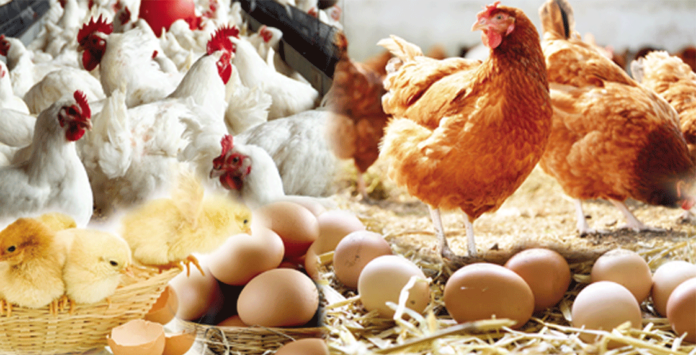 poultry products