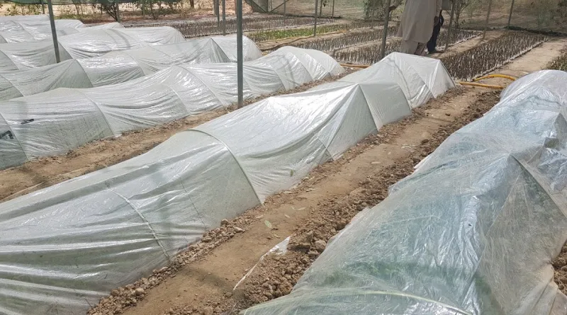 فیصل آباد۔محکمہ زراعت کی کاشتکاروں کو نرسریوں کو رات کے وقت پلاسٹک شیٹ سے ڈھانپنے کی ہدایت