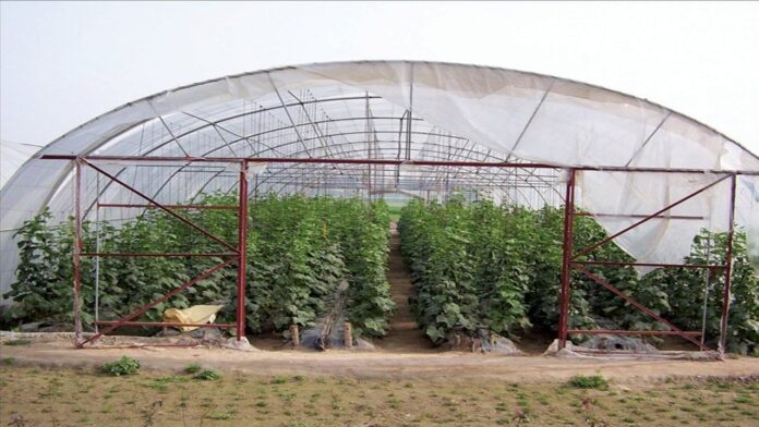 کاشتکاروں کو ٹنل کے اندر لگائی گئی سبزیوں کی آبپاشی اور کھاد کا استعمال جاری رکھنے کی ہدایت