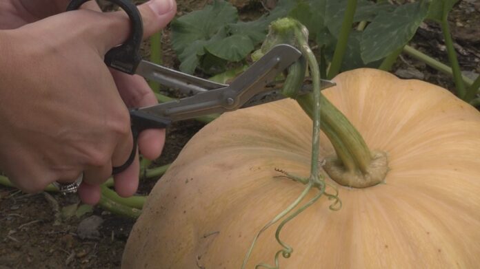 Chapin pumpkin harvest