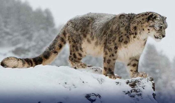 snow leopards