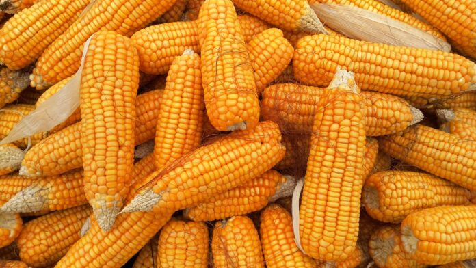 National exports of corn