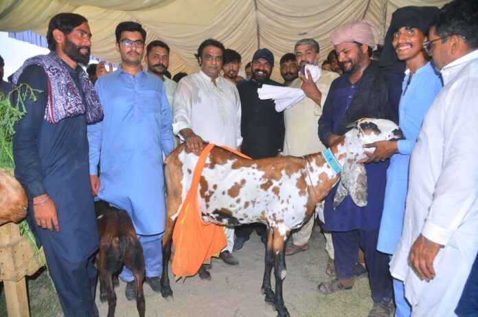 انٹر نیشنل بکرا بچھڑا و اونٹ میلہ، لاہور کے 257کلوگرام وزنی بکرے کی پہلی پوزیشن
