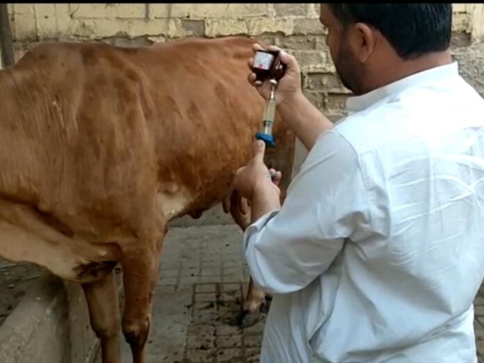 Vaccination campaign