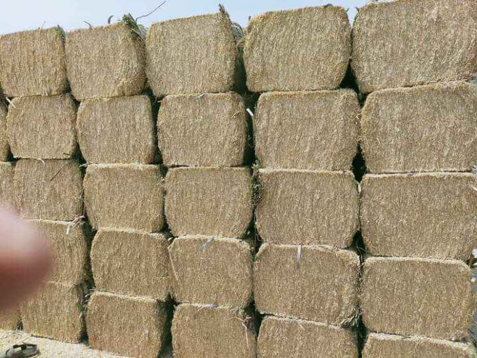 Dry fodder