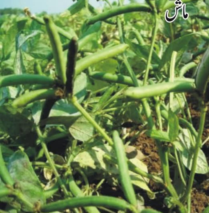 کاشتکار ماش کی کاشت کے لیے میرا زمین کا انتخاب کریں، محکمہ زراعت