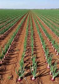 Onion cheese cultivation