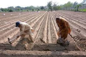 sugarcane cultivation