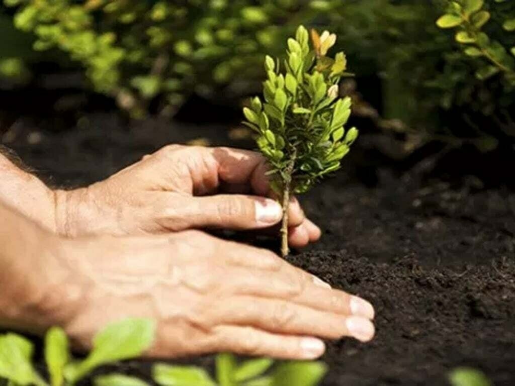 Green Pakistan Programme