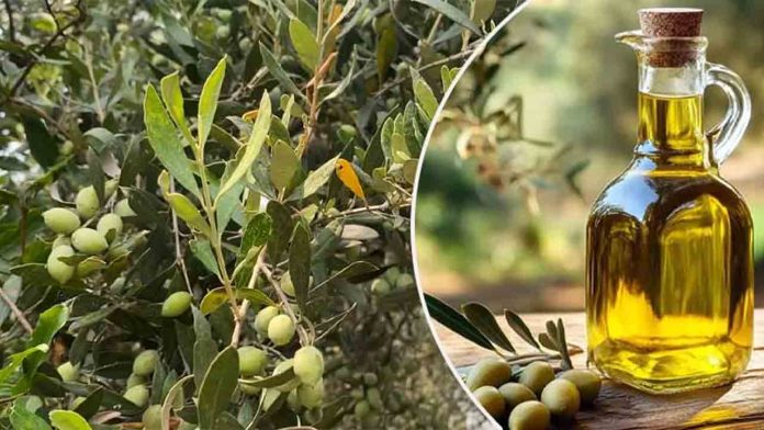 پاکستان نے سالانہ 30 لاکھ زیتون کے پودے تیار کرنے کی صلاحیت حاصل کر لی ہے، ڈاکٹر محمد رمضان انصر