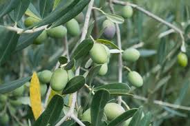 Olive harvest
