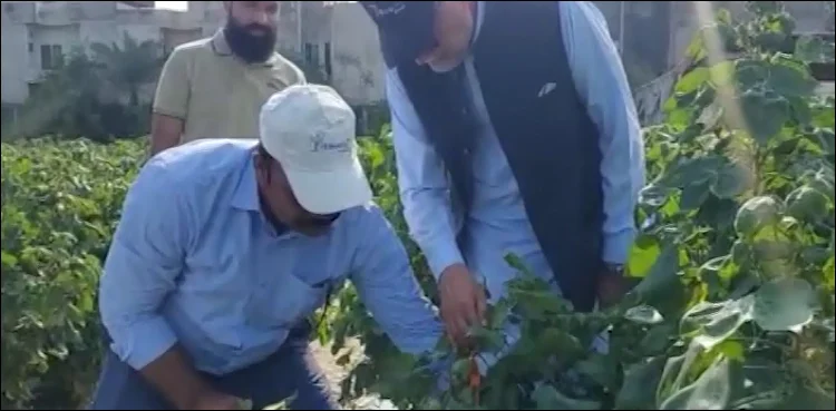 تین گنا پیداوار ، شدید گرمی برداشت کرنے والی کپاس کی نئی قسم تیار