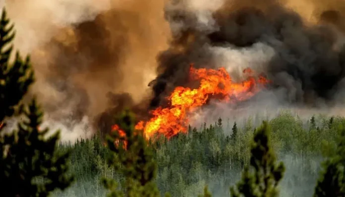 forest firefighting helicopter