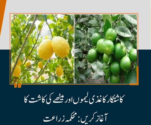 فیصل آباد، کاشتکاروں کو کاغذی لیموں اور میٹھے کی برداشت شروع کر نے کی ہدایت